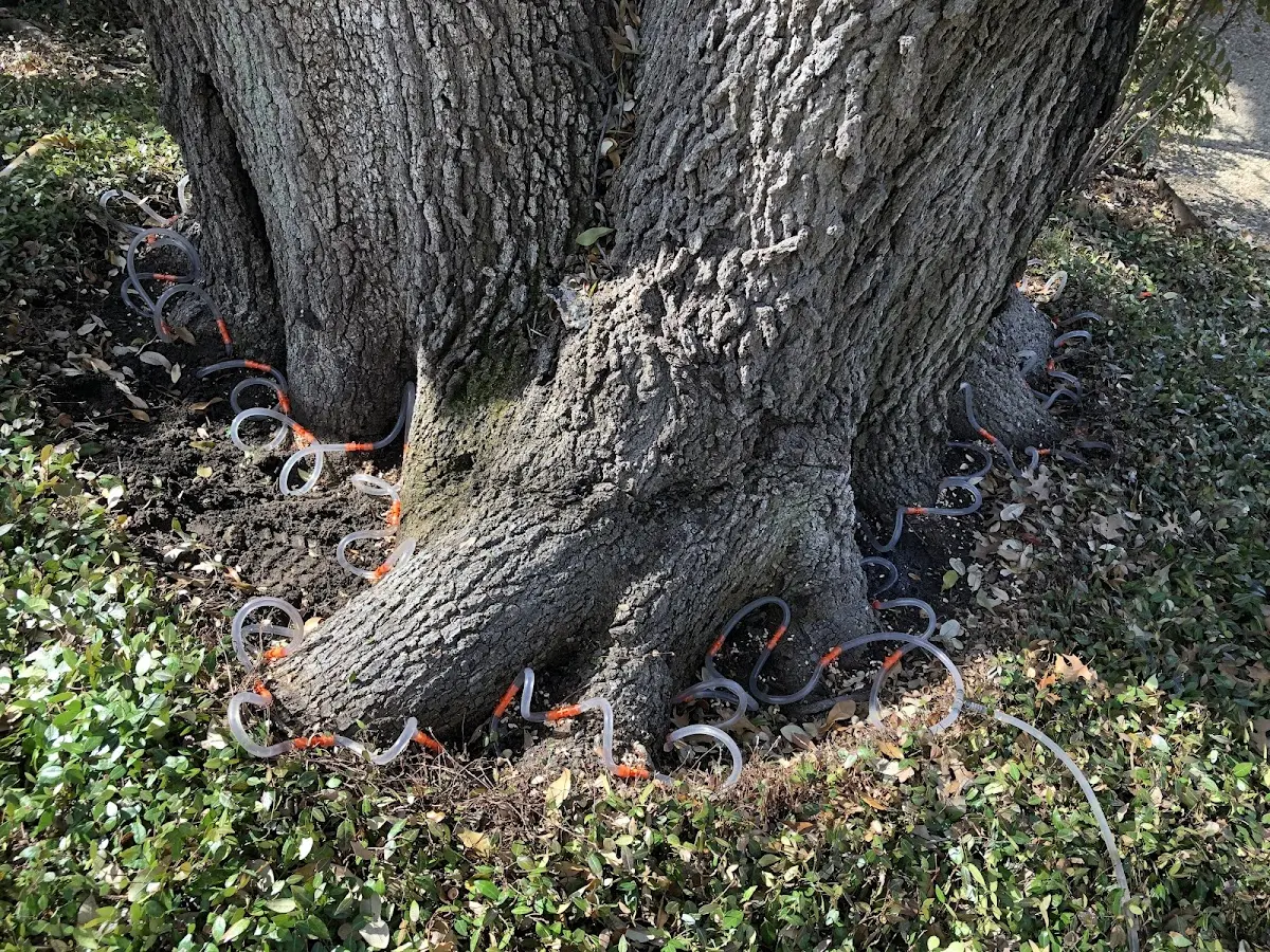 Detailed Tree Cabling and Bracing job site in Lenox Dale