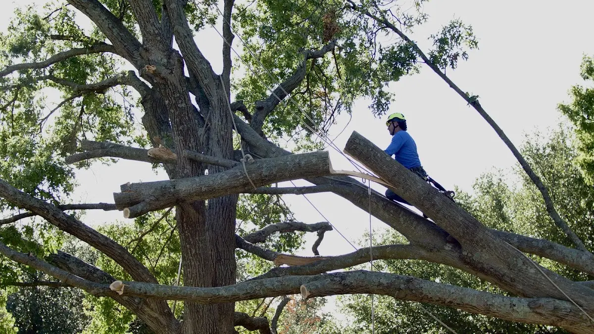 Professional Crown Thinning performed by certified arborists in Lenox Dale