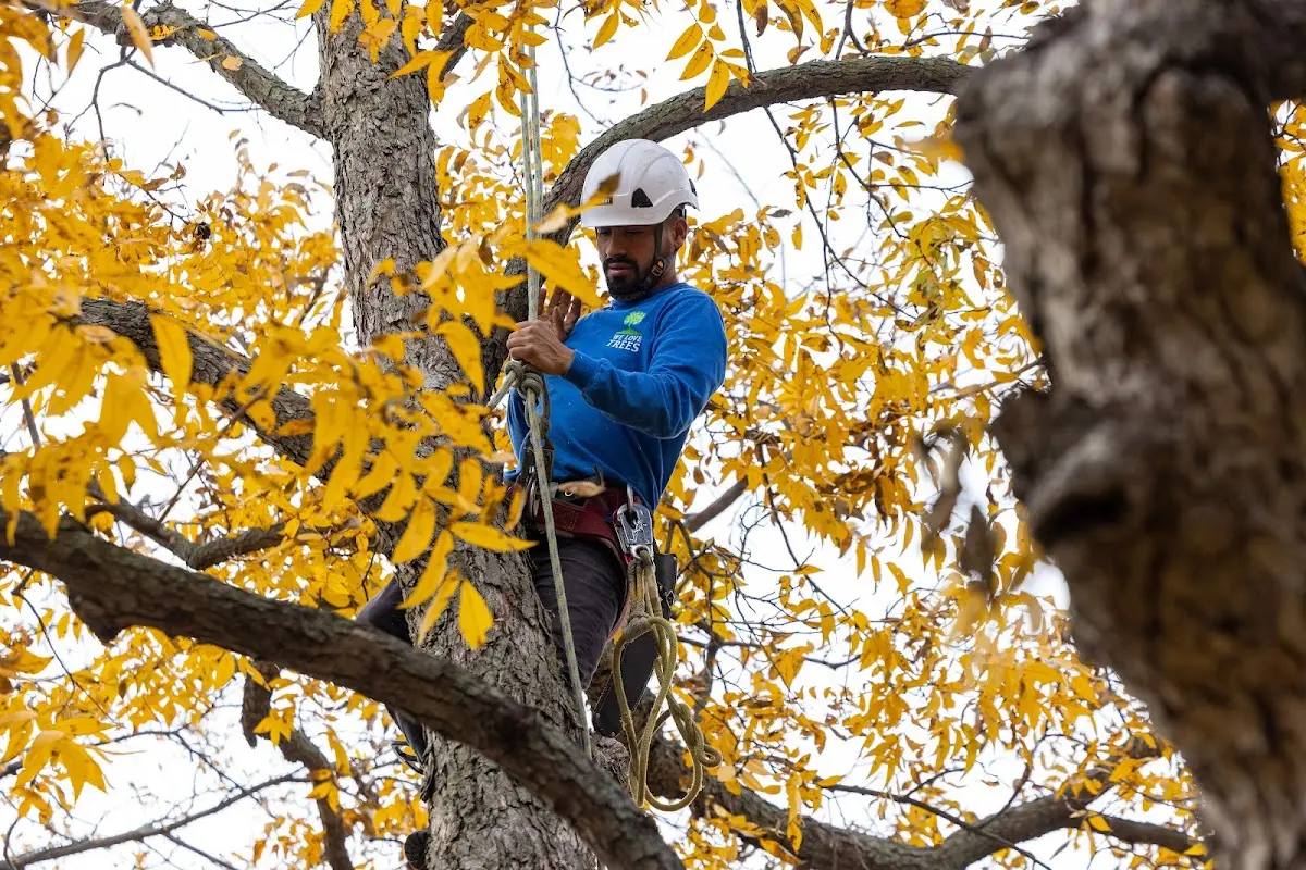 Skilled Tree Pruning crew working in Lenox Dale